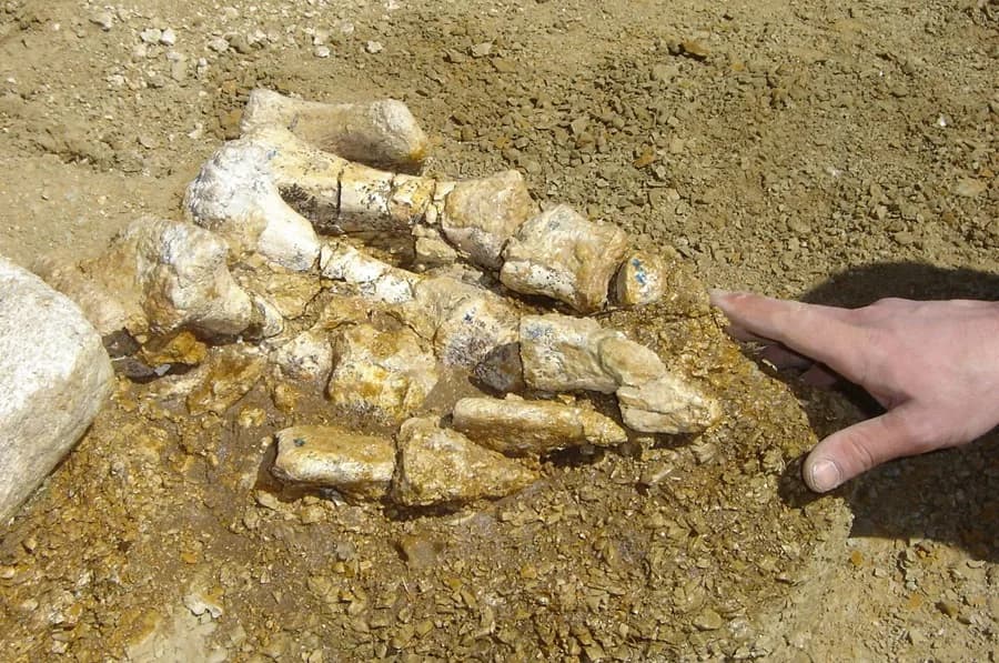 Encuentran en un cajón el primer hueso de dinosaurio de la Antártida