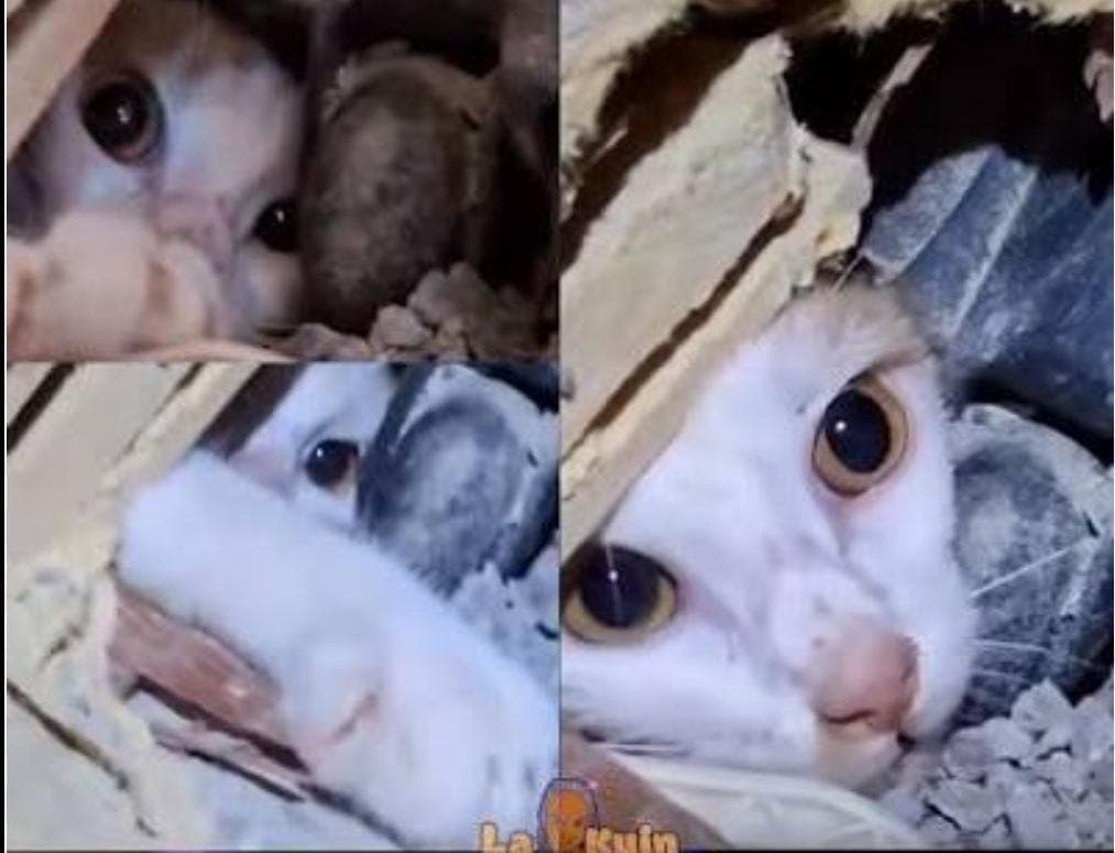 Gatita es rescatada con vida 23 días después de terremotos en La Guaira, Venezuela