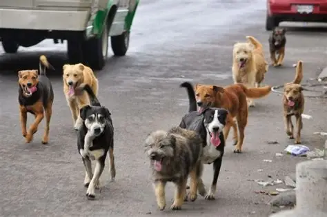 Se conmemora el Día Internacional del Animal sin Hogar