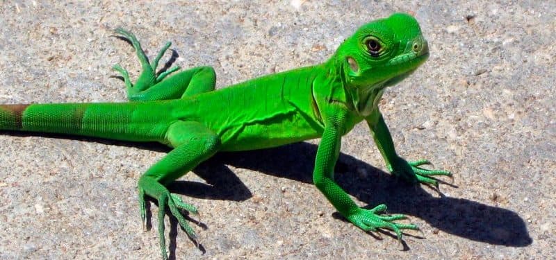 Día Mundial del Lagarto
