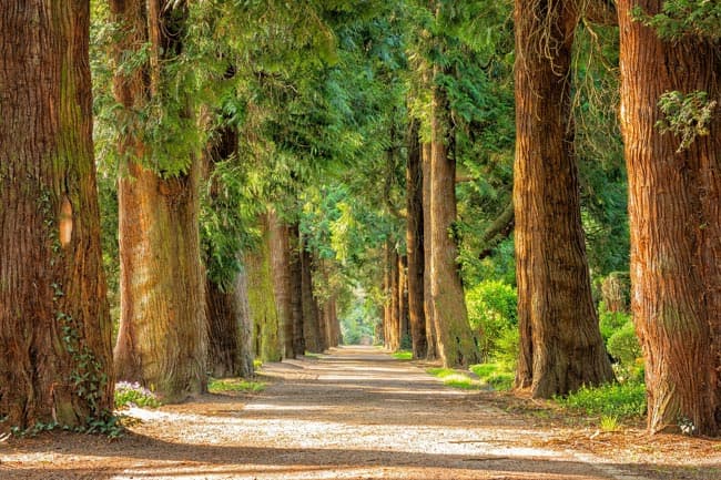 Hoy, 28 de junio, se conmemora el Día Mundial del Árbol