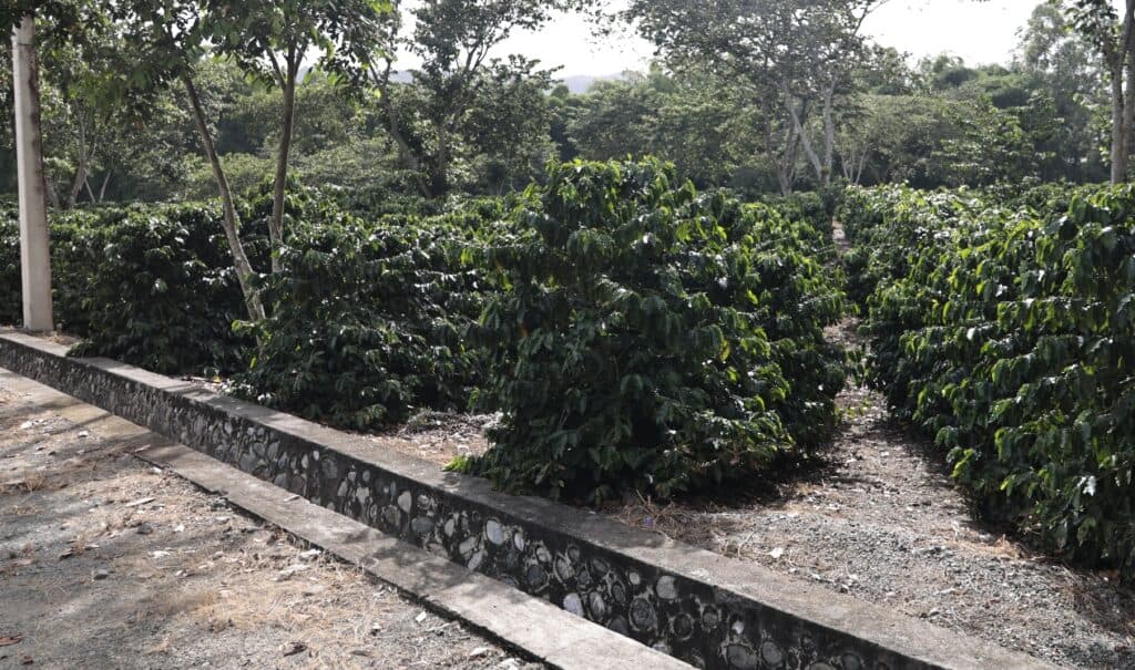 Producción de café bajo ataque de plagas, rezago y bajo rendimiento