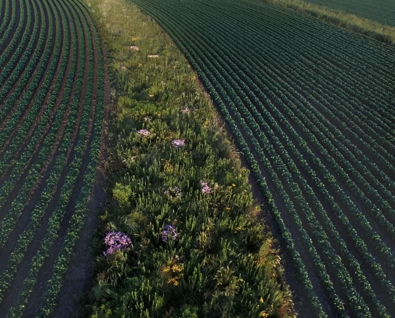 Remediación ambiental garantiza sostenibilidad de recursos naturales