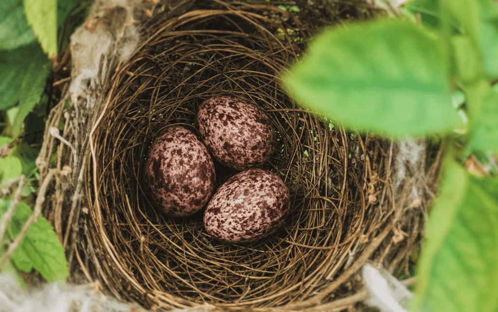 La Universidad de Córdoba ha encontrado un pesticida en los huevos de hasta 14 aves silvestres distintas. El único problema es que lleva prohibido desde los años 70