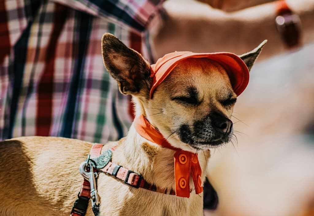 Los expertos coinciden: cómo proteger a las mascotas de los golpes de calor en plena ola de temperaturas extremas