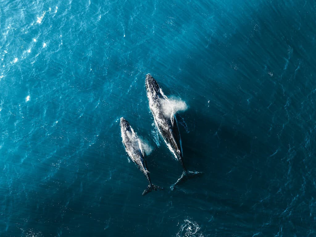 Un submarino ha descendido a 7.000 metros en el Índico y ha encontrado algo sin precedentes: una cementerio de ballenas