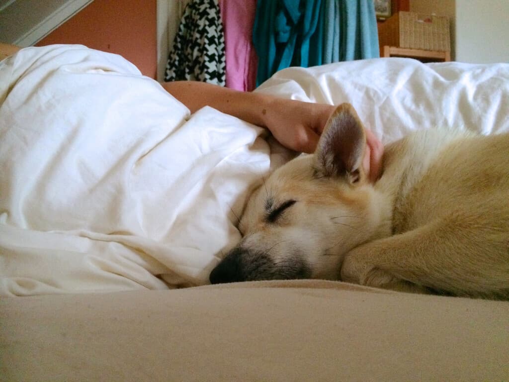 Creíamos que dormir con nuestro perro o gato era una idea reconfortante y saludable. La ciencia demuestra que destroza tu descanso nocturno