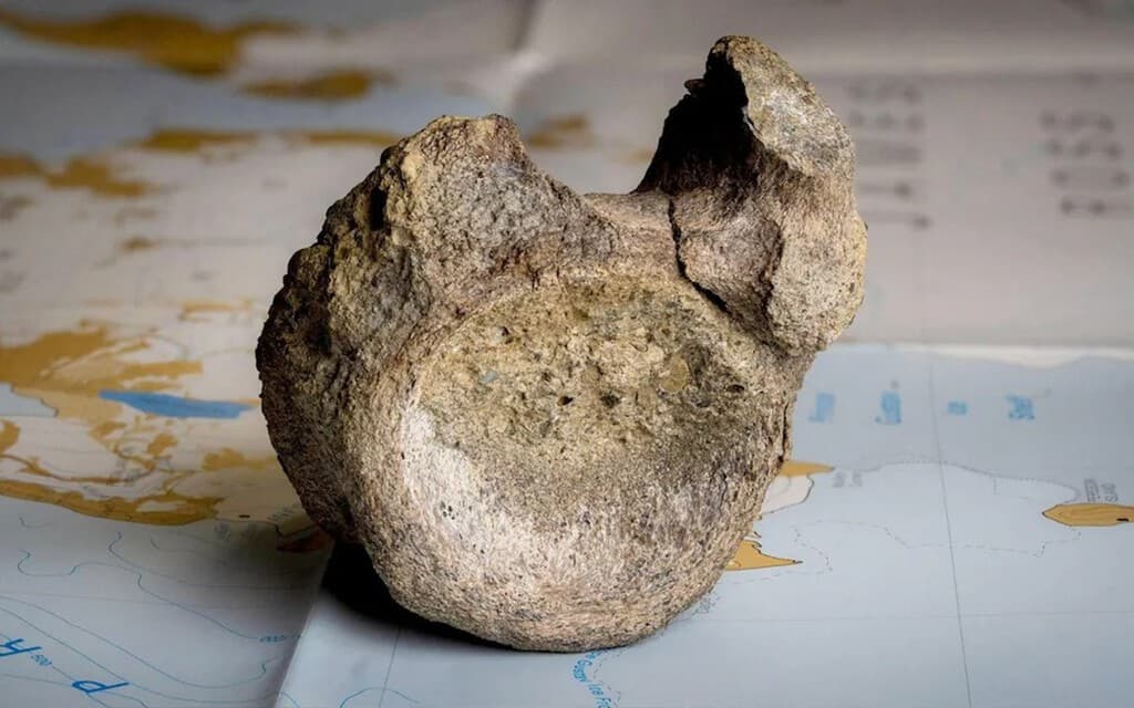 El último gran hallazgo de la Antártida no se ha hecho bajo el hielo: llevaba décadas cogiendo polvo en un cajón