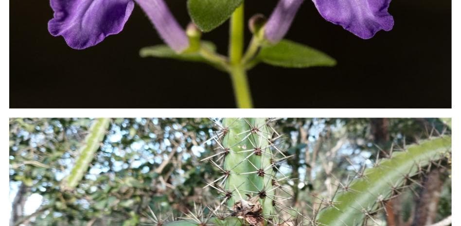 50 años del Jardín Botánico Nacional: patrimonio, ciencia y conservación con impacto nacional, regional e internacional