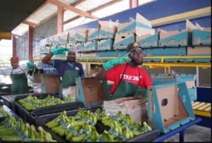 Embajador de China se reúne con productores arroceros y bananeros de la Línea Noroeste