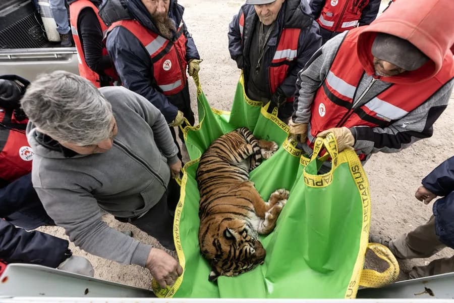 Inician traslado de 30 grandes felinos de zoológico de Argentina a Estados Unidos y Sudáfrica