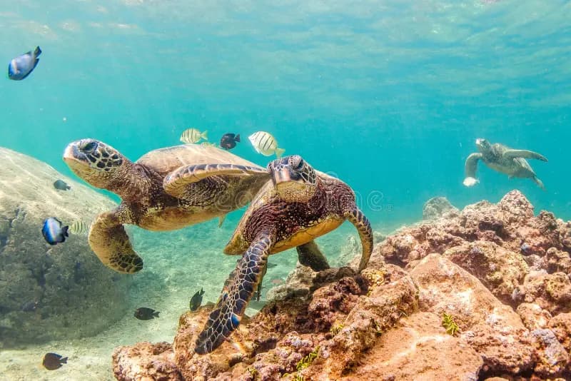 Día Mundial de las Tortugas Marinas: Un llamado urgente a proteger a los guardianes del océano