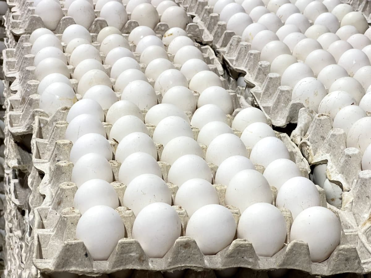RD reanuda las exportaciones de huevos a Cuba con envío de más de 3.9 millones de unidades