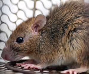 RD registra casi el triple de casos de leptospirosis en 2026