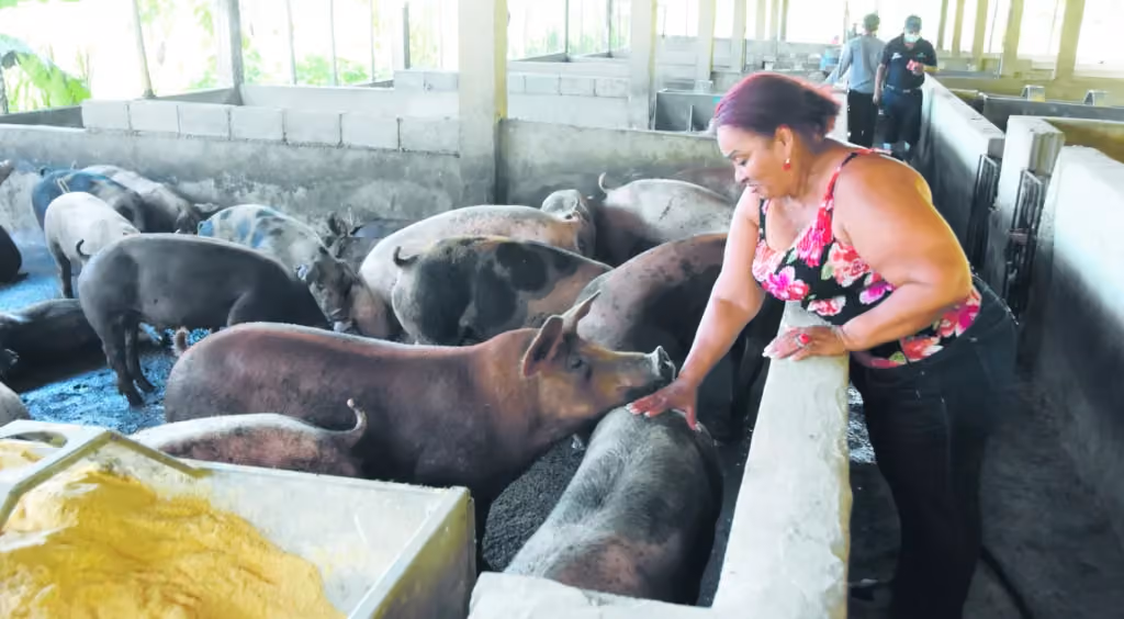 Gobierno prepara protocolos para declarar zonas libres de peste porcina africana
