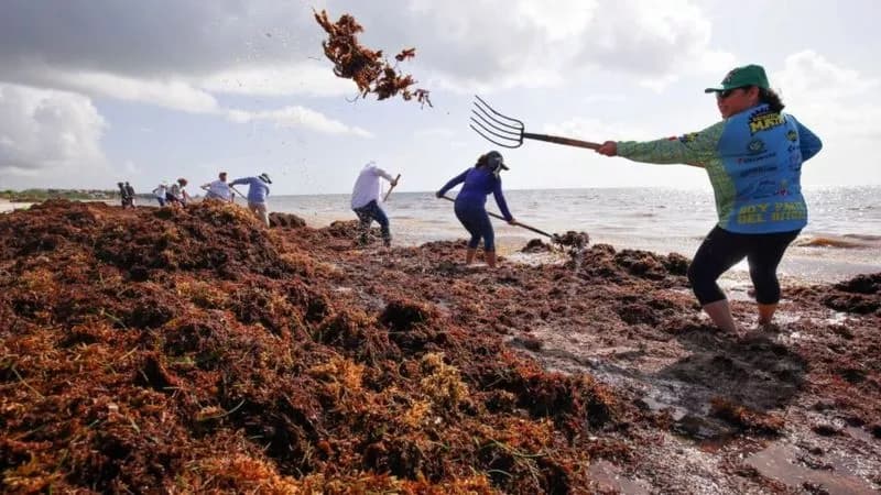 Desde bloques de construcción hasta cuero vegano: las sorprendentes utilidades del sargazo