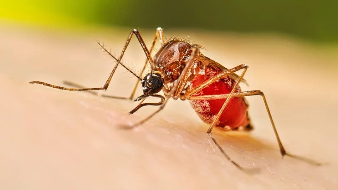 Salud Pública reporta 9 casos de dengue; suman 171 en lo que va del año