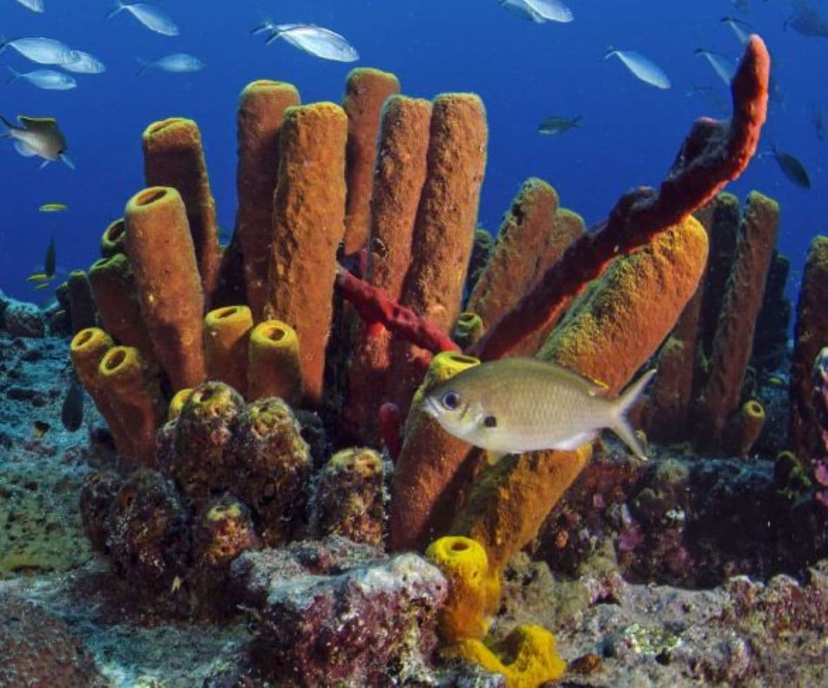 Arrecifes de coral y manglares: guardianes de las costas dominicanas en grave crisis ambiental