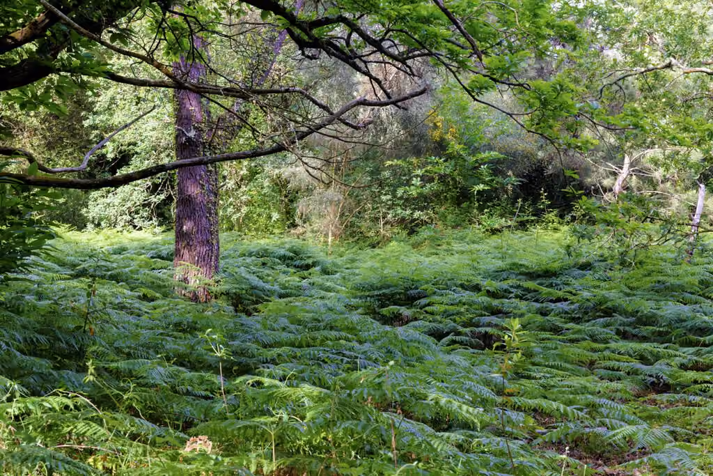 El lugar del mundo con más setas está en Galicia: la isla Cortegada es un paraíso fúngico