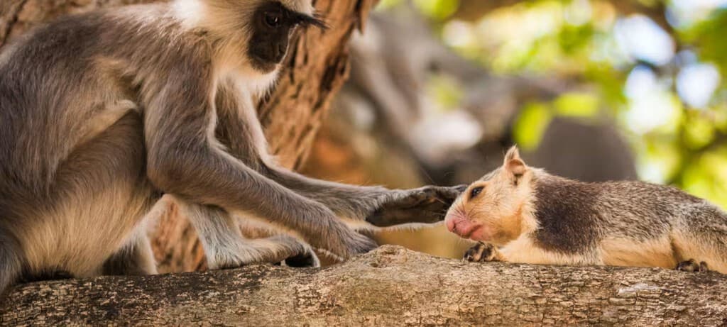 Querer a un animal de otra especie no es solo cosa de humanos: la ciencia lo acaba de demostrar en primates