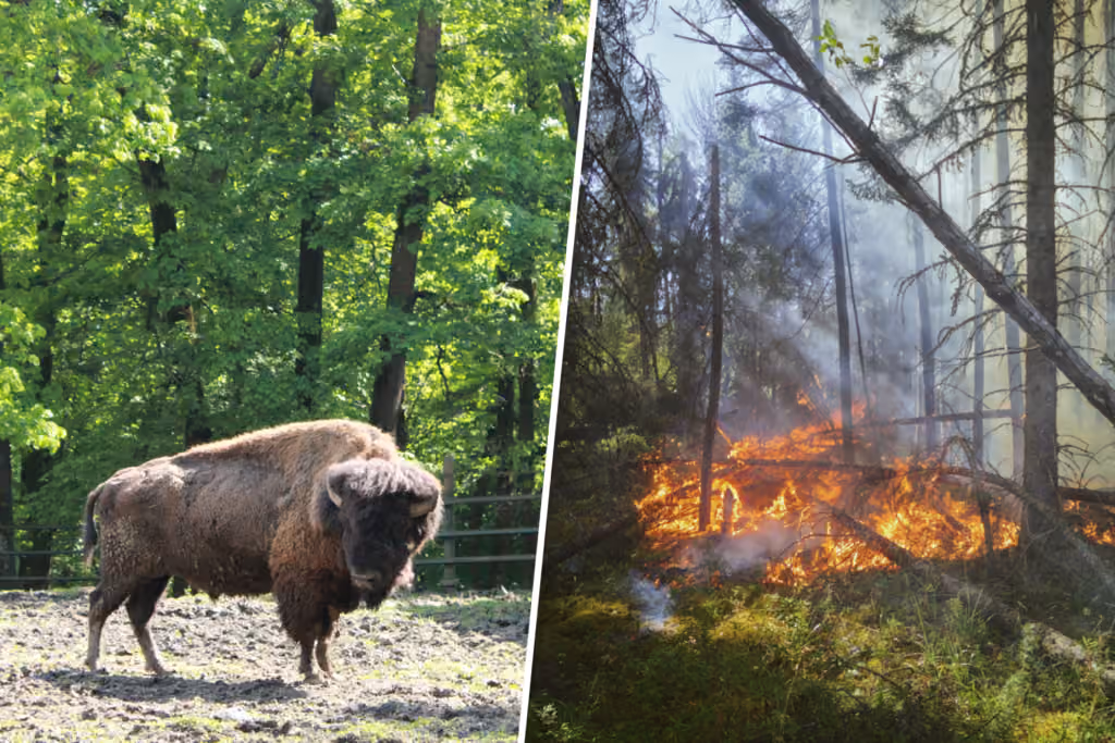 El mayor incendio de la historia de Madrid arrasó 28.000 hectáreas. Excepto una mancha verde donde pastan siete bisontes