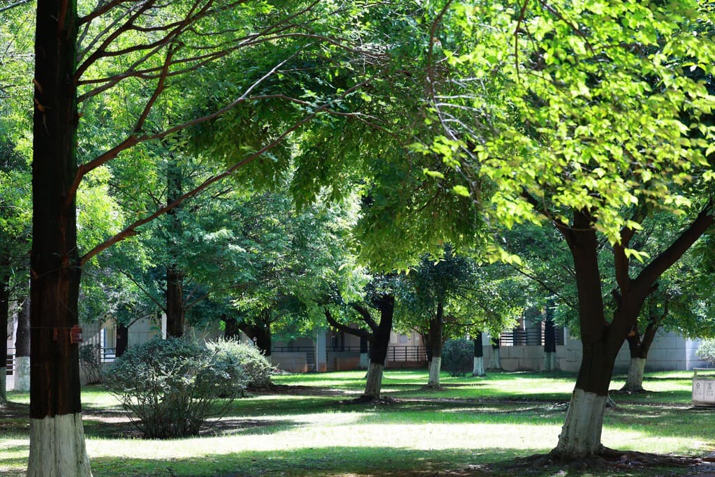 Los expertos creen que nos faltan árboles: "Una zona verde sin arbolado suficiente pierde gran parte de su capacidad para actuar"