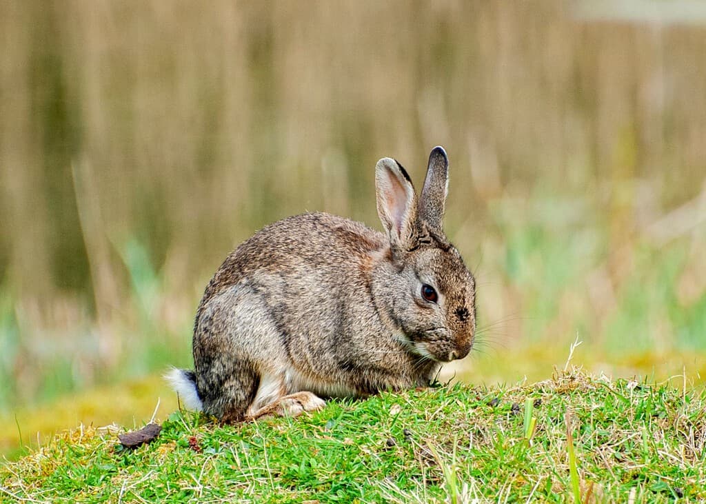 Siempre habíamos creído que todos los conejos de la península ibérica eran el mismo tipo de conejo. Creíamos mal