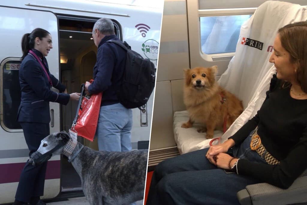 De los 10 hasta 40 kilos: Renfe cambia sus normas para viajar con perros grandes en el tren