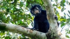 La nueva especie de mono con labios naranjas que fue descubierta en el corazón de África