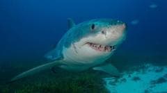 Buenos para las matemáticas y amantes del jazz: 8 rasgos extraordinarios que probablemente no sabías sobre los tiburones