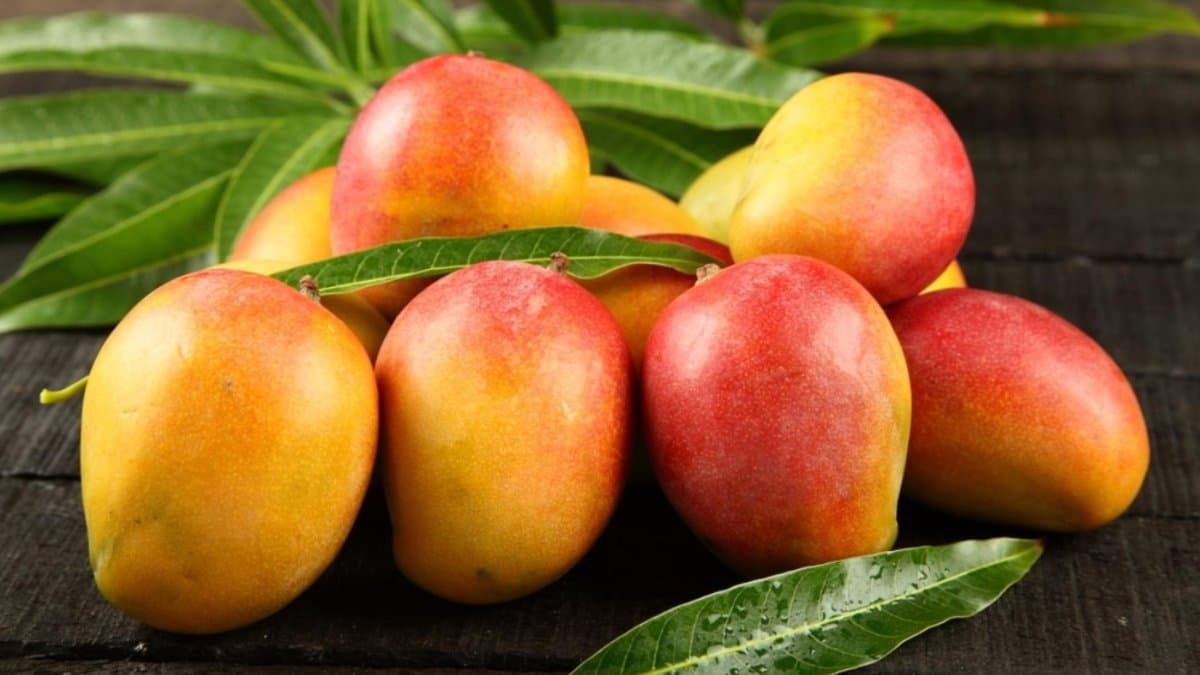 ¿Por qué EE. UU. suspendió el mango dominicano? Clúster explica qué falló y qué viene ahora
