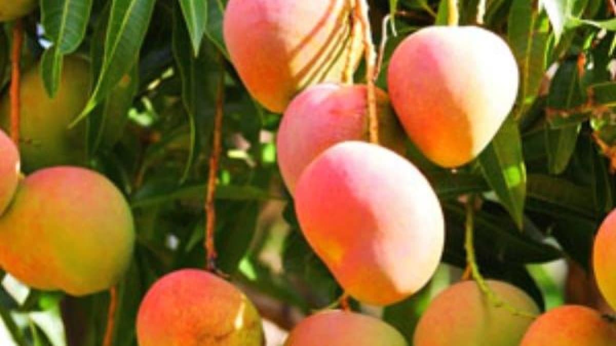 Estados Unidos suspende importaciones de mango de República Dominicana