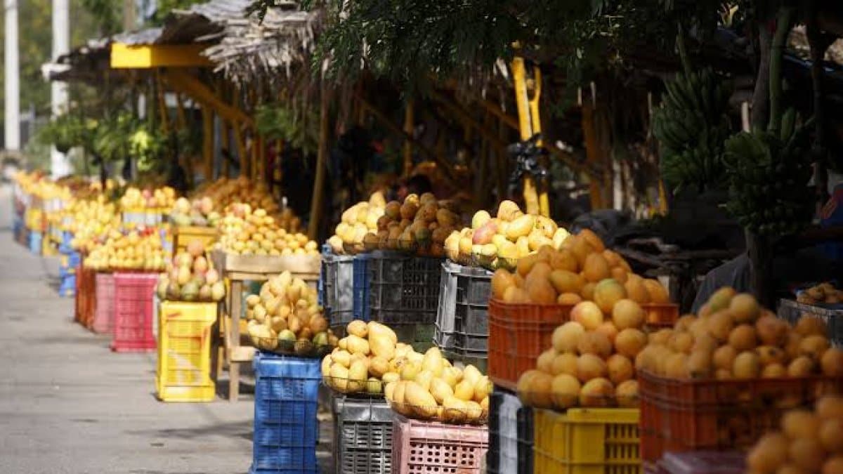 EE.UU. suspende entrada de mango dominicano: estas son las acciones del Ministerio de Agricultura
