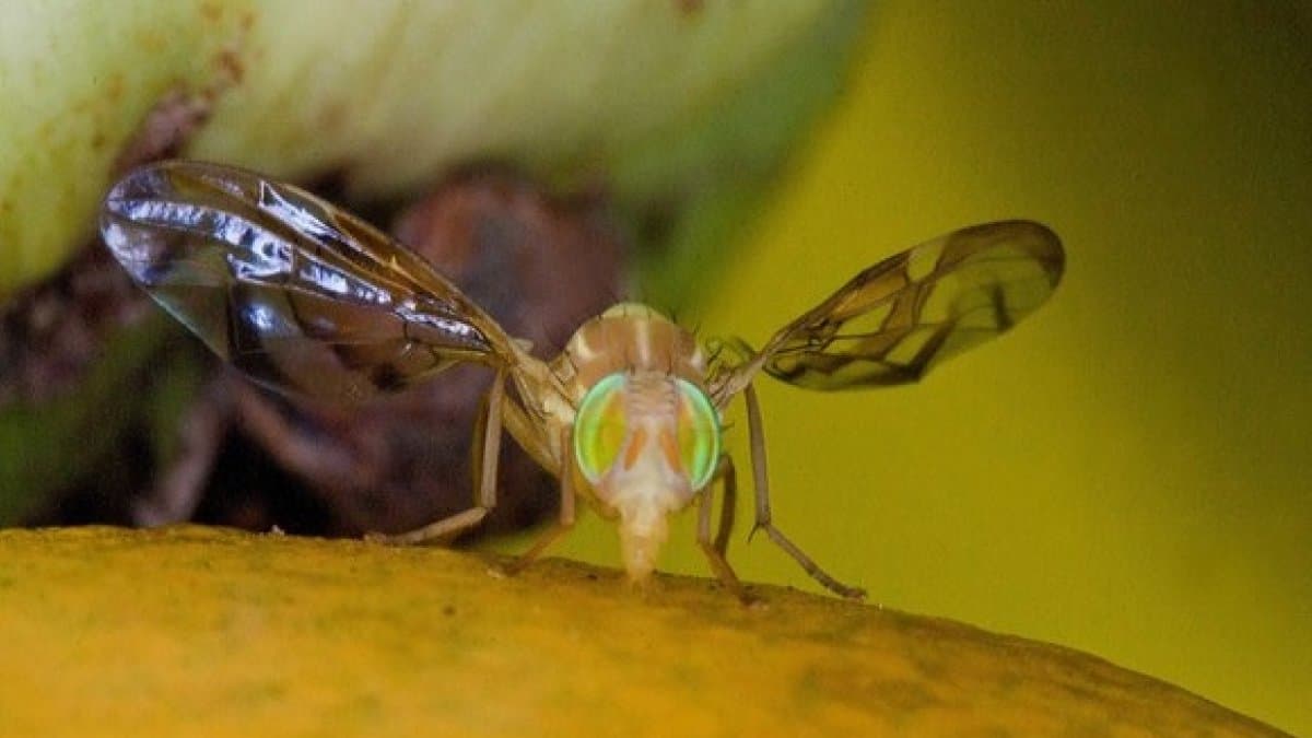 ¿Qué tan peligrosa es la mosca que frenó los mangos dominicanos?