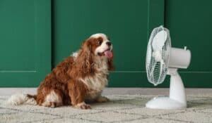 ¿Sabías que a tu mascota le puede dar estrés térmico? Expertos explican como evitarlo