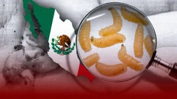 Gusano barrenador llega al norte de México y aumenta la preocupación por impacto en ganadería