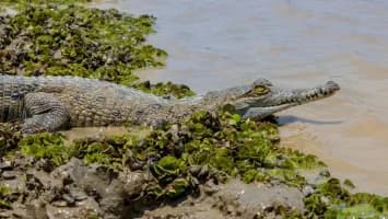 Muere mujer tras ser atacada por caimán mientras nadaba en un río de Florida