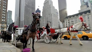 Renuevan llamada a vetar carruajes de caballos en NY tras accidente con un herido