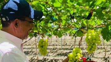 Uvas cultivadas en San Juan llegan a supermercados de Santo Domingo