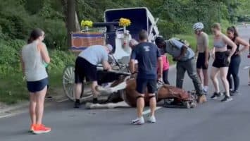 Suspenden paseos en carruajes tirados por caballos en Central Park tras muerte de turista