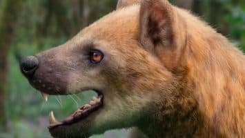 Descubren una nueva especie de «perro oso» que habitó en España hace 15,9 millones de años