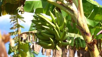 Agricultores de Puerto Escondido denuncian crisis por averías en electrobombas
