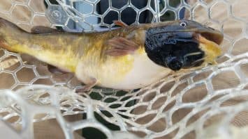 Identifican un cáncer transmisible entre peces, el cuarto documentado en animales