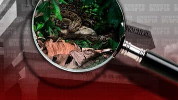 Serpiente se escapa en Hato Viejo mientras bomberos intentaban rescatarla