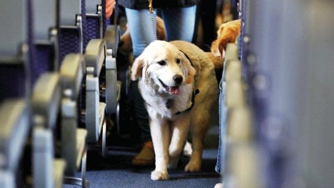IATA publica las nuevas directrices para viajes con mascotas