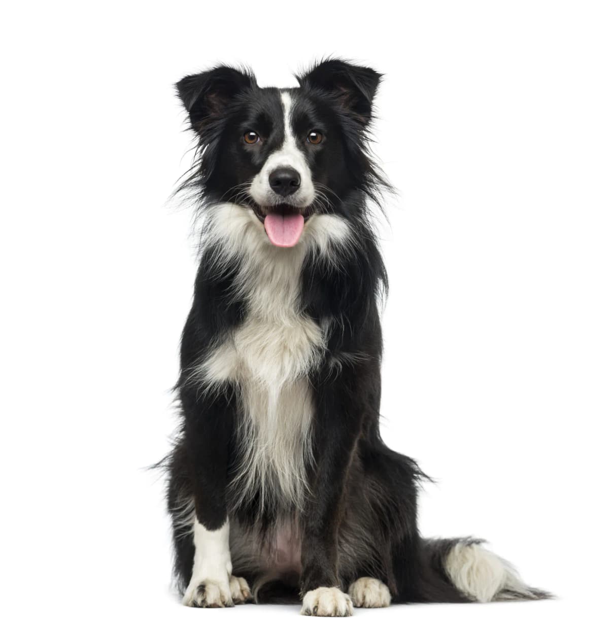 No solo son leales: estas son las 11 razas de perros más inteligentes del mundo